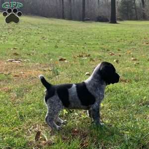 Noela, Beagle Mix Puppy