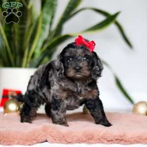 Noelle, Cockapoo Puppy