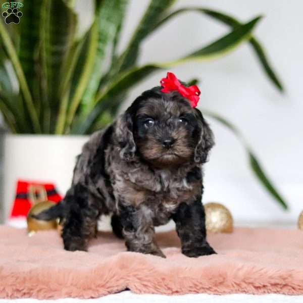 Noelle, Cockapoo Puppy