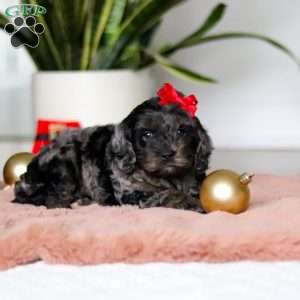 Noelle, Cockapoo Puppy