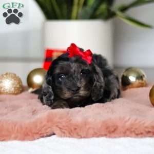 Noelle, Cockapoo Puppy