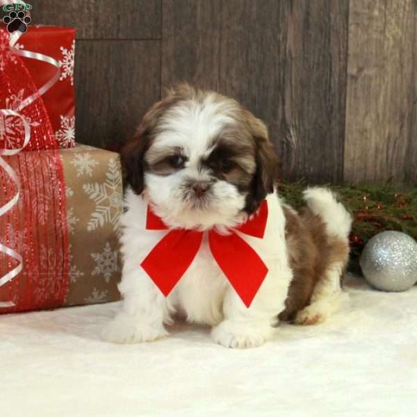 Noelle, Shih Tzu Puppy