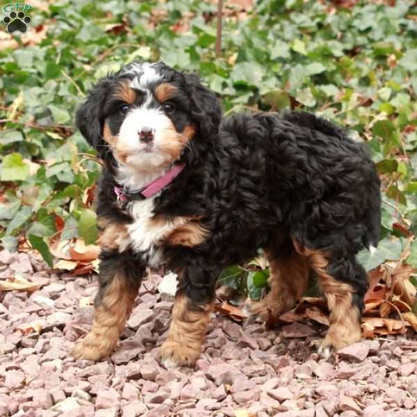 Noelle, Mini Bernedoodle Puppy