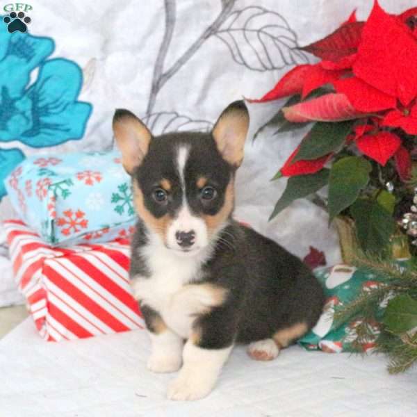 Noelle, Pembroke Welsh Corgi Puppy