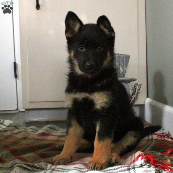 Noelle, German Shepherd Puppy