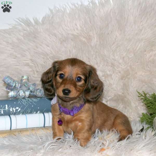 Noelle, Dachshund Puppy
