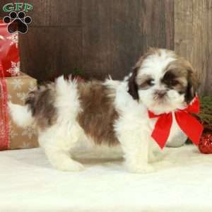 Noelle, Shih Tzu Puppy