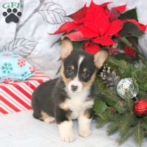 Noelle, Pembroke Welsh Corgi Puppy