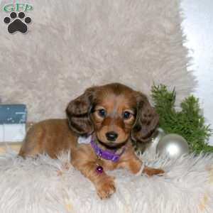 Noelle, Dachshund Puppy