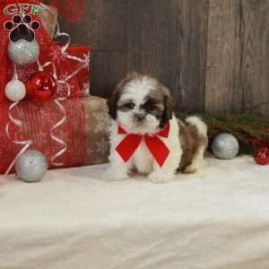 Noelle, Shih Tzu Puppy