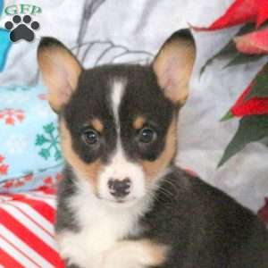 Noelle, Pembroke Welsh Corgi Puppy