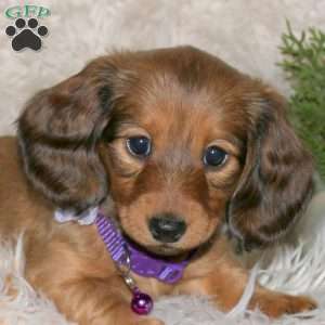 Noelle, Dachshund Puppy