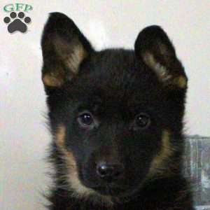 Noelle, German Shepherd Puppy