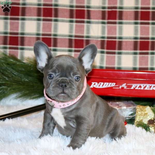 Noelle Joy, French Bulldog Puppy