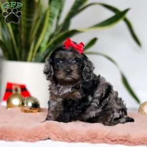 Noelle, Cockapoo Puppy