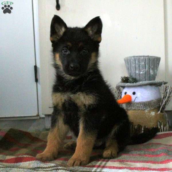 Nolan, German Shepherd Puppy