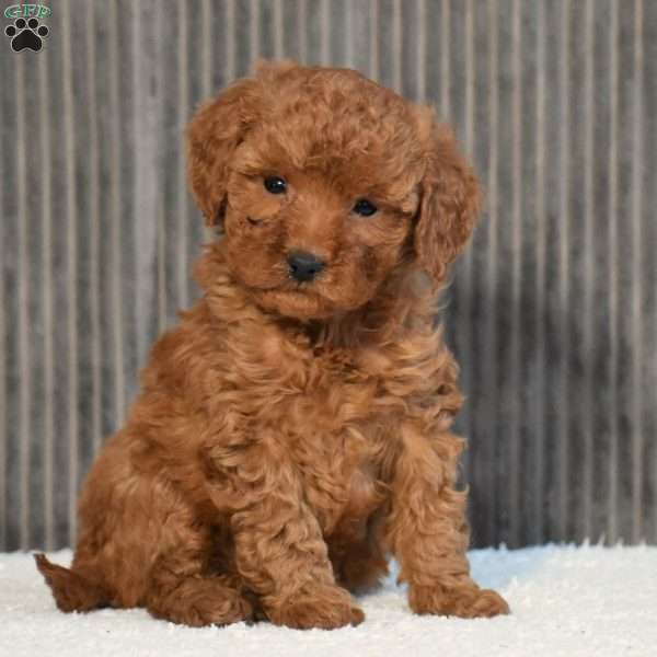 Nora, Toy Poodle Puppy