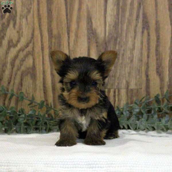 Nora-Teacup, Yorkie Puppy