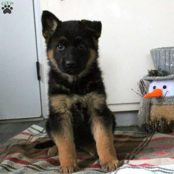 Nora, German Shepherd Puppy