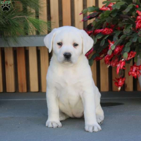 Nora, Yellow Labrador Retriever Puppy
