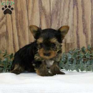 Nora-Teacup, Yorkie Puppy