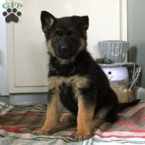 Nora, German Shepherd Puppy