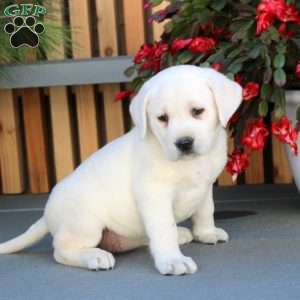 Nora, Yellow Labrador Retriever Puppy