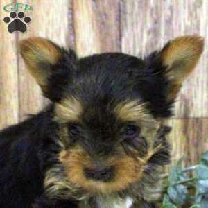 Nora-Teacup, Yorkie Puppy