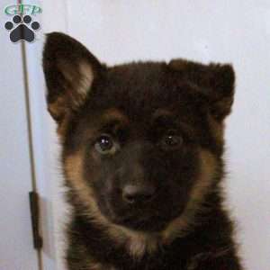 Nora, German Shepherd Puppy