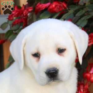 Nora, Yellow Labrador Retriever Puppy