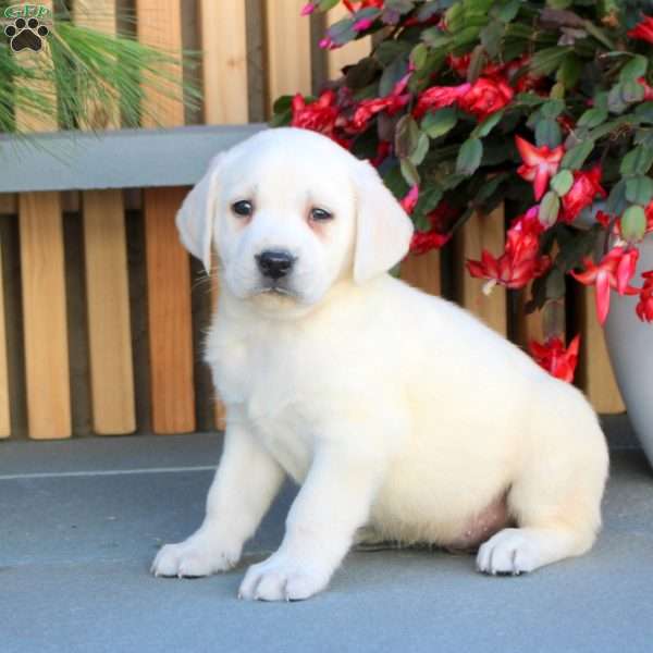Norman, Yellow Labrador Retriever Puppy