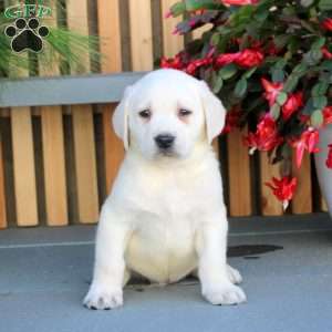 Norman, Yellow Labrador Retriever Puppy