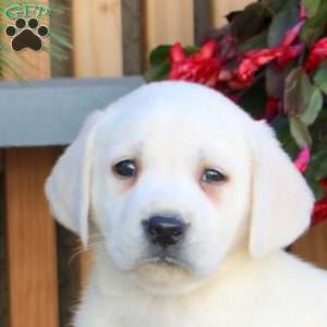 Norman, Yellow Labrador Retriever Puppy