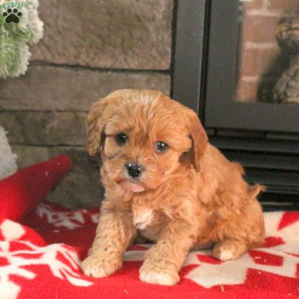 North, Cavapoo Puppy