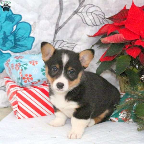 North, Pembroke Welsh Corgi Puppy