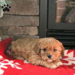 North, Cavapoo Puppy