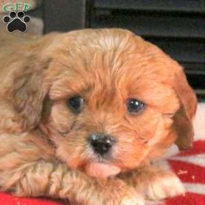 North, Cavapoo Puppy