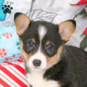North, Pembroke Welsh Corgi Puppy