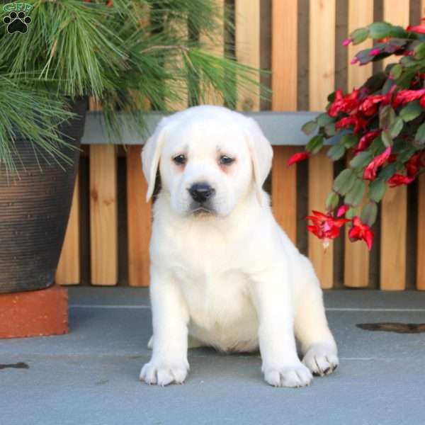 Nova, Yellow Labrador Retriever Puppy