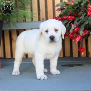 Nova, Yellow Labrador Retriever Puppy