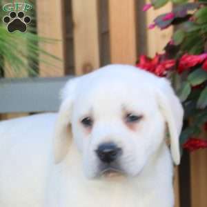 Nova, Yellow Labrador Retriever Puppy