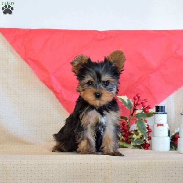 Nugget, Yorkie Puppy