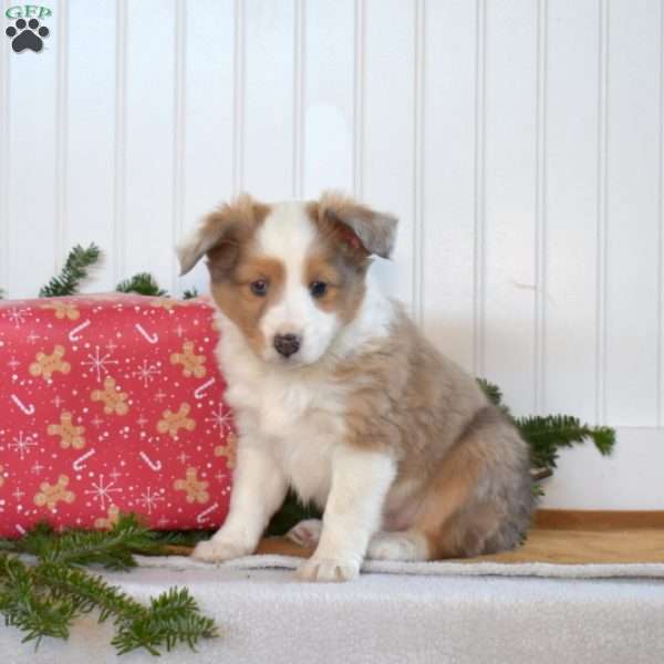 Nugget, Sheltie Puppy