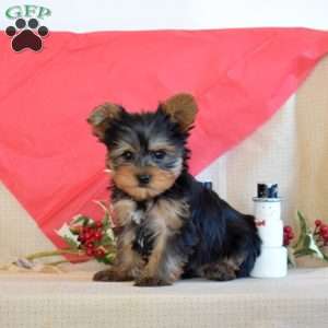 Nugget, Yorkie Puppy