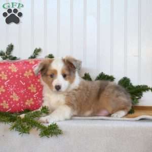 Nugget, Sheltie Puppy