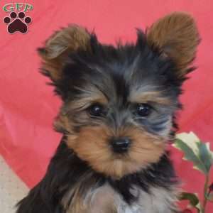 Nugget, Yorkie Puppy