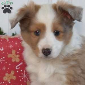 Nugget, Sheltie Puppy