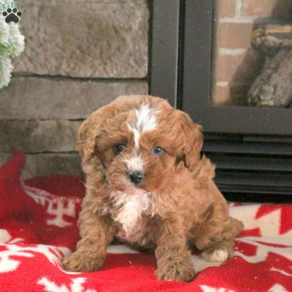Nutcracker, Cavapoo Puppy