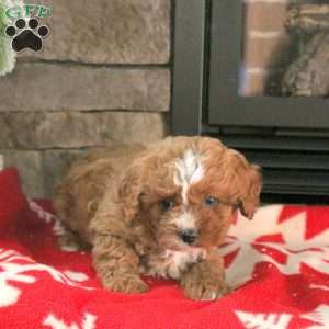 Nutcracker, Cavapoo Puppy