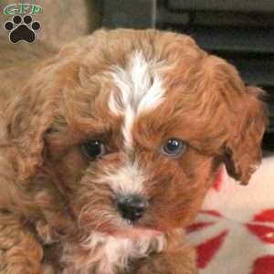 Nutcracker, Cavapoo Puppy